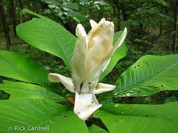 Leaf or needle arrangement, size, shape, and texture: Florida Native Plant Society Fnps