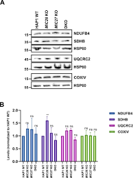 Check spelling or type a new query. Mic26 And Mic27 Cooperate To Regulate Cardiolipin Levels And The Landscape Of Oxphos Complexes Life Science Alliance