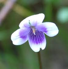 Image result for Viola eminii