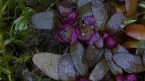 Image result for Elatine triandra