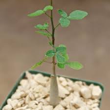 Image result for Commiphora