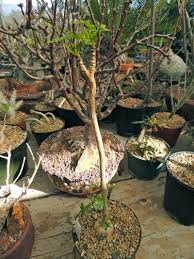 Image result for Cussonia natalensis