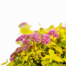 Image result for spirea japonica gold princess