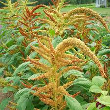 Image result for Amaranthus cruentus
