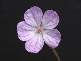 Image result for Geranium `Sandrine`