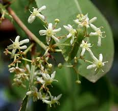 Image result for Gymnosporia senegalensis