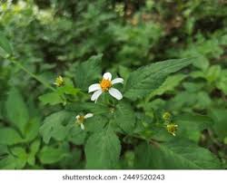 Image result for Bidens biternata