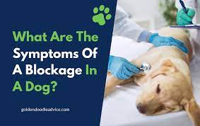 Dog Intestinal Blockage What Are The Symptoms Goldendoodle Advice