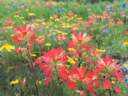Ready to go wild with a bigger picture? Texas Wildflower Central Lady Bird Johnson Wildflower Center