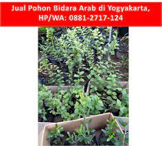 Tanaman ini sering kita jumpai dipinggir jalan, di taman atau di halaman rumah. Jual Bibit Pohon Bidara Di Yogyakarta Hp Wa 0881 2717 124
