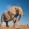 A baby elephant weighs approximately 200 pounds at birth and stands around three feet tall. 1