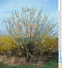 Details Zu 0003170733 Weide Weiden Salix Geholz Baum Im Garten Gartengestaltung Salweide Salix Caprea Djv Bildportal