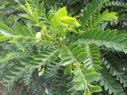 Image result for Phyllanthus beillei