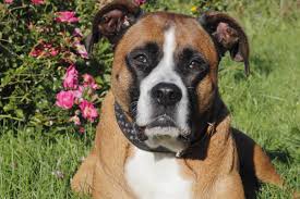 Reicht eine email oder anruf an die bekannte von uns haben auch ihre hunde in den garten vergraben. Wuppertal Frau Beerdigt Toten Hund Ausgerechnet Hier Strafe Droht Derwesten De