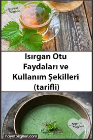 Isirgan Otu Faydalari Ve Kullanim Sekilleri Tarifli Otlar Diyet Yiyecekleri Beslenme