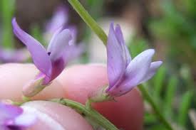 Image result for Volkiella disticha