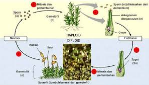 Taukah kalian jika tumbuhan paku ini beraneka ragam? Tumbuhan Lumut Ciri Metagenesis Struktur Dan Klasifikasi