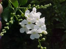 Duranta erecta is a sprawling shrub or (infrequently) a small tree. Duranta Repens Alba Aloha Tropicals