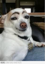 Hello Ladies How To Draw Eyebrows Laugh Funny Animals