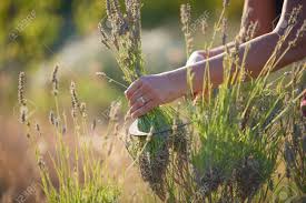 Um die erfolgschancen für die recht schwierige samenvermehrung beim lavendel zu erhöhen, sollten sie ein paar tipps beherzigen. Lavendel Ernte Hand Bluhende Blumen Von Lavendel Ernten Lizenzfreie Fotos Bilder Und Stock Fotografie Image 86517849