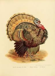 Vintage Turkey Print Vintage Thanksgiving Thanksgiving Art Thanksgiving Images