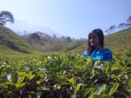 We did not find results for: Kebun Teh Picture Of Kemuning Tea Plantation Tawangmangu Tripadvisor