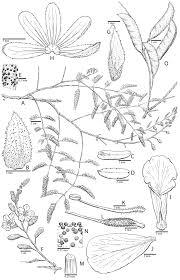 Image result for Gelrebia glandulosopedicellata