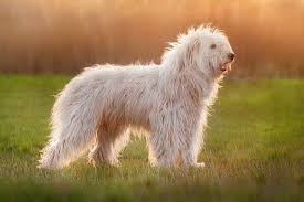 They come in a beautiful range of sizes that make them ideal for every home. 17 Big White Dogs You Can T Help But Love Canine Weekly