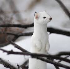 Don T Mess With This Annoyed White Winter Stoat Cute Ferrets Stoat Cute Animals