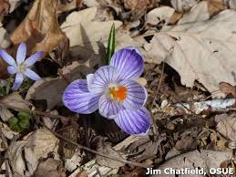 Find the perfect ireland spring flowers stock photos and editorial news pictures from getty images. Crocus By Other Names Bygl