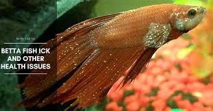 Betta Fish Ick And Other Health Issues The Aquarium Adviser Betta Fish Betta Fish Types Betta