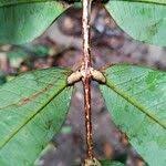 Image result for Gilbertiodendron dewevrei