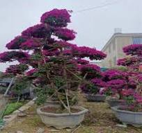 Bougainvillea Glabra Bonsai,Bougainvillea Spectabilis Plant ...