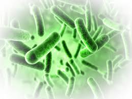 Image result for Cyclospora