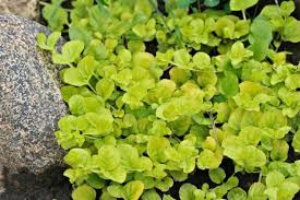 Image result for Lysimachia