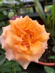 How to care for decorative culture at home and in the open ground. Mini Rose Impala Kordana Furniture Home Living Gardening Plants Seeds On Carousell