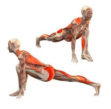 Anjaneyasana Ashva Sanchalasana Yoga Muscles Yoga Anatomy Yoga Asanas