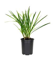 Image result for Tulbaghia cameronii