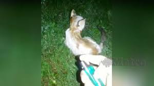6 cara mudah merawat anak kucing ocim blog berita. Tergamak Bakar Anak Kucing