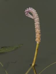 Image result for Aponogeton junceus