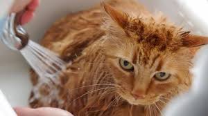 Ganti handuk dengan handuk kering lainnya bila dirasa handuk sudah mulai terasa lembab. 15 Tips Memandikan Kucing Yang Takut Air Arenahewan Com