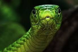 Pin By Dixie Bell On Animals Snake Wallpaper Animal Wallpaper Animals Wild