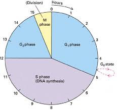 12 Important Differences Between Mitosis And Meiosis