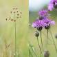 Grassland Plant Identification at Kingcombe event image