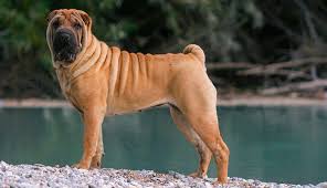 Mar 27, 2021 · best answers the cost to adopt a shar pei is around $300 in order to cover the expenses of caring for the dog before adoption. Shar Pei Dog Breeds Purina Australia