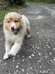 Help me name my dog part 2 : r/NameMyDog