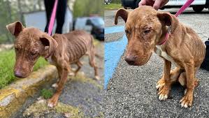 Never believe any breeder that will tell you that the red nose pitbull is an entirely new or different breed and that it's special, which makes it unreasonably expensive. Starving Emaciated Pit Bull Puppy Rescued In Paterson