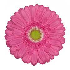 Pin On Standard Gerbera Varieties