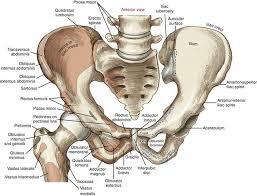 As you can see, there are many hip muscles. Hip Clinical Gate