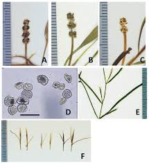 Image result for Potamogeton octandrus